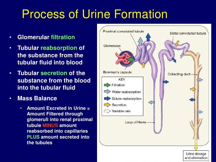 2012 4-16 renal physiology