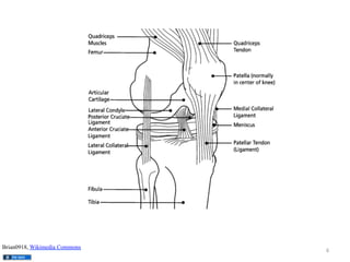 Brian0918, Wikimedia Commons

6	
  

 