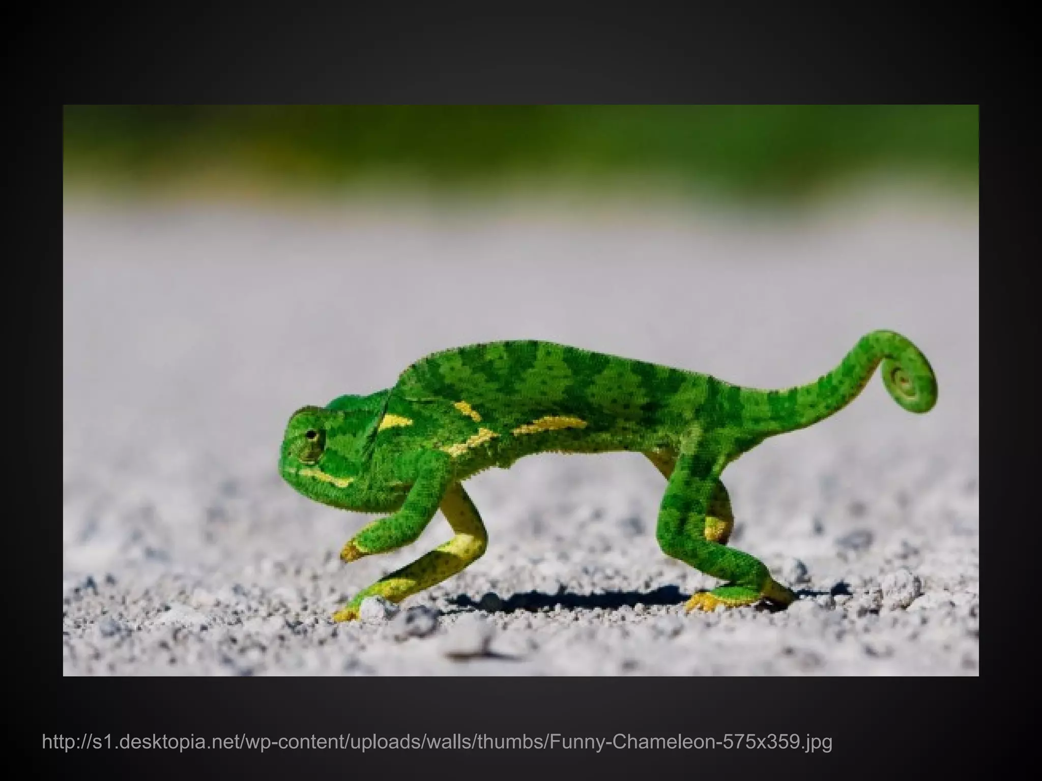 http://s1.desktopia.net/wp-content/uploads/walls/thumbs/Funny-Chameleon-575x359.jpg
 
