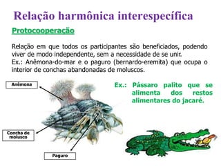 Protocooperação
Relação em que todos os participantes são beneficiados, podendo
viver de modo independente, sem a necessidade de se unir.
Ex.: Anêmona-do-mar e o paguro (bernardo-eremita) que ocupa o
interior de conchas abandonadas de moluscos.
Concha de
molusco
Anêmona
Paguro
Ex.: Pássaro palito que se
alimenta dos restos
alimentares do jacaré.
Relação harmônica interespecífica
 
