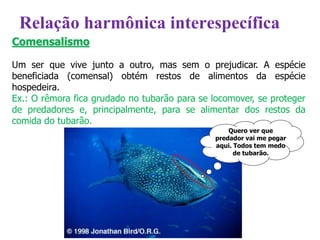 Comensalismo
Um ser que vive junto a outro, mas sem o prejudicar. A espécie
beneficiada (comensal) obtém restos de alimentos da espécie
hospedeira.
Ex.: O rêmora fica grudado no tubarão para se locomover, se proteger
de predadores e, principalmente, para se alimentar dos restos da
comida do tubarão.
Quero ver que
predador vai me pegar
aqui. Todos tem medo
de tubarão.
Relação harmônica interespecífica
 