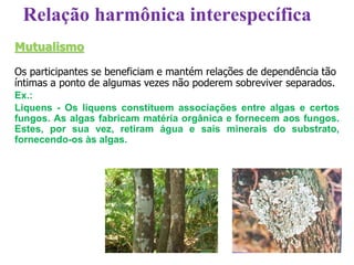Mutualismo
Os participantes se beneficiam e mantém relações de dependência tão
íntimas a ponto de algumas vezes não poderem sobreviver separados.
Ex.:
Liquens - Os liquens constituem associações entre algas e certos
fungos. As algas fabricam matéria orgânica e fornecem aos fungos.
Estes, por sua vez, retiram água e sais minerais do substrato,
fornecendo-os às algas.
Relação harmônica interespecífica
 