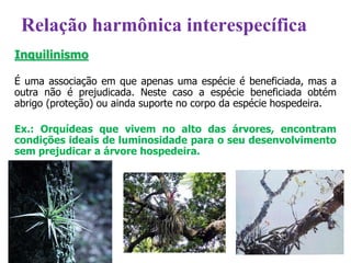 Inquilinismo
É uma associação em que apenas uma espécie é beneficiada, mas a
outra não é prejudicada. Neste caso a espécie beneficiada obtém
abrigo (proteção) ou ainda suporte no corpo da espécie hospedeira.
Ex.: Orquídeas que vivem no alto das árvores, encontram
condições ideais de luminosidade para o seu desenvolvimento
sem prejudicar a árvore hospedeira.
Relação harmônica interespecífica
 