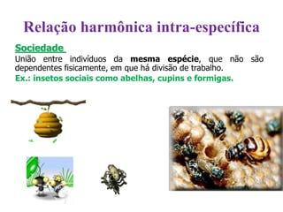 Sociedade
União entre indivíduos da mesma espécie, que não são
dependentes fisicamente, em que há divisão de trabalho.
Ex.: insetos sociais como abelhas, cupins e formigas.
Relação harmônica intra-específica
 