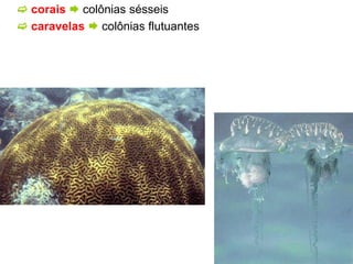  corais  colônias sésseis
 caravelas  colônias flutuantes
 