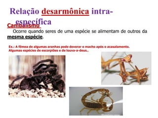 Canibalismo
Ocorre quando seres de uma espécie se alimentam de outros da
mesma espécie.
Ex.: A fêmea de algumas aranhas pode devorar o macho após o acasalamento.
Algumas espécies de escorpiões e de louva-a-deus..
Rhopalurus roxae
Relação desarmônica intra-
específica
 