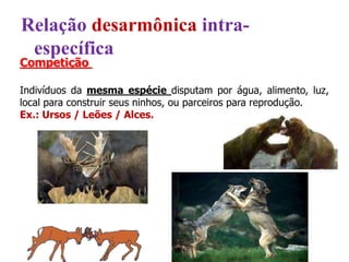 Competição
Indivíduos da mesma espécie disputam por água, alimento, luz,
local para construir seus ninhos, ou parceiros para reprodução.
Ex.: Ursos / Leões / Alces.
Relação desarmônica intra-
específica
 