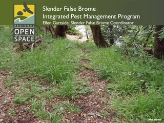Ellen Gartside Slender False Brome Integrated Pest Management Program Ellen Gartside, Slender False Brome Coordinator 