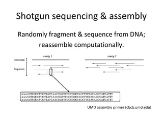 Shotgun sequencing & assembly
Randomly fragment & sequence from DNA;
     reassemble computationally.




                    UMD assembly primer (cbcb.umd.edu)
 