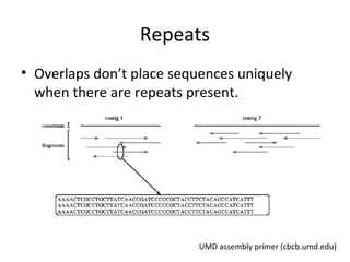 Repeats
• Overlaps don’t place sequences uniquely
  when there are repeats present.




                          UMD assembly primer (cbcb.umd.edu)
 