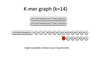 K-mer graph (k=14)




Single nucleotide variations cause long branches
 