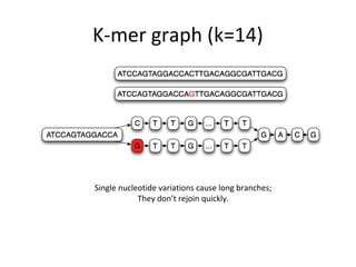 K-mer graph (k=14)




Single nucleotide variations cause long branches;
            They don’t rejoin quickly.
 