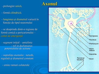2012 tesut-nervos | PPT