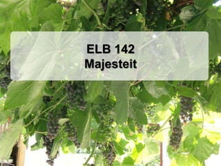 ELB 142
Majesteit
 