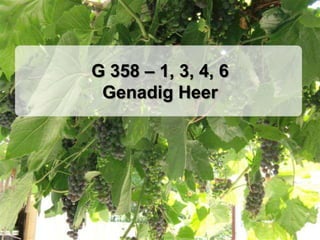 G 358 – 1, 3, 4, 6
 Genadig Heer
 