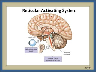 Reticular Activating System




                              radio
 