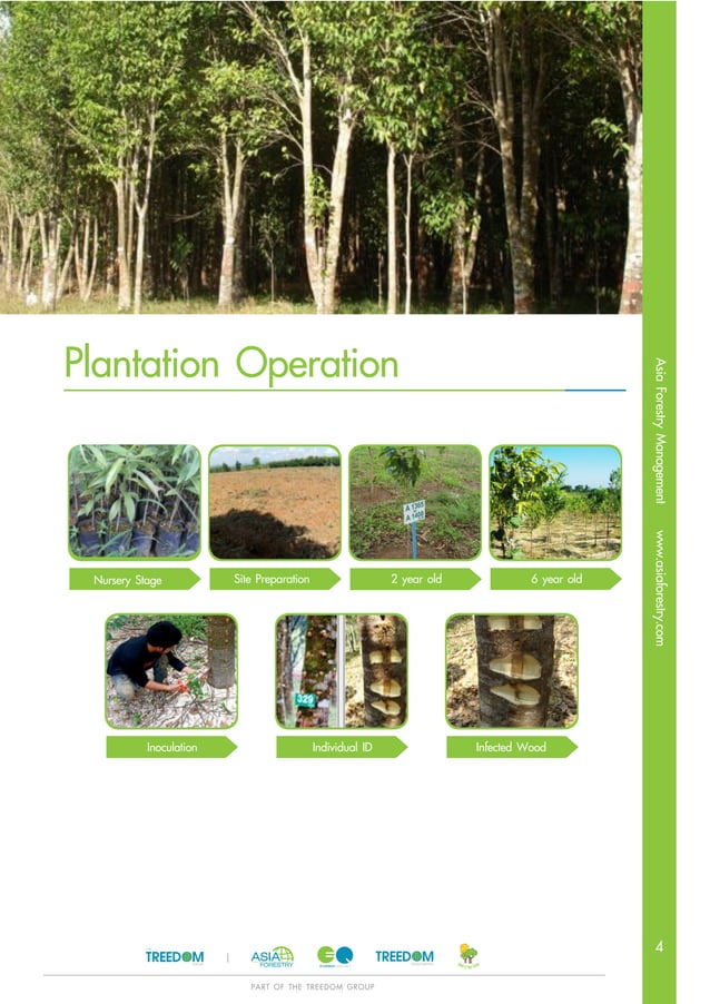 Investing in Agarwood PDF