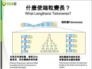 什麼使端粒變長？
                 What Lengthens Telomeres?

                                     端粒酶Telomerase




如果沒有端粒酶，端粒DNA                      端粒酶維持端粒長度，
會衰退，染色體最終將受損                       使整個染色體被複製
Without Telomerase, telomere DNA   Telomerase maintains the telomere
is eroded and the chromosome is    length so the entire chromosome is
eventually damaged                 copied
 