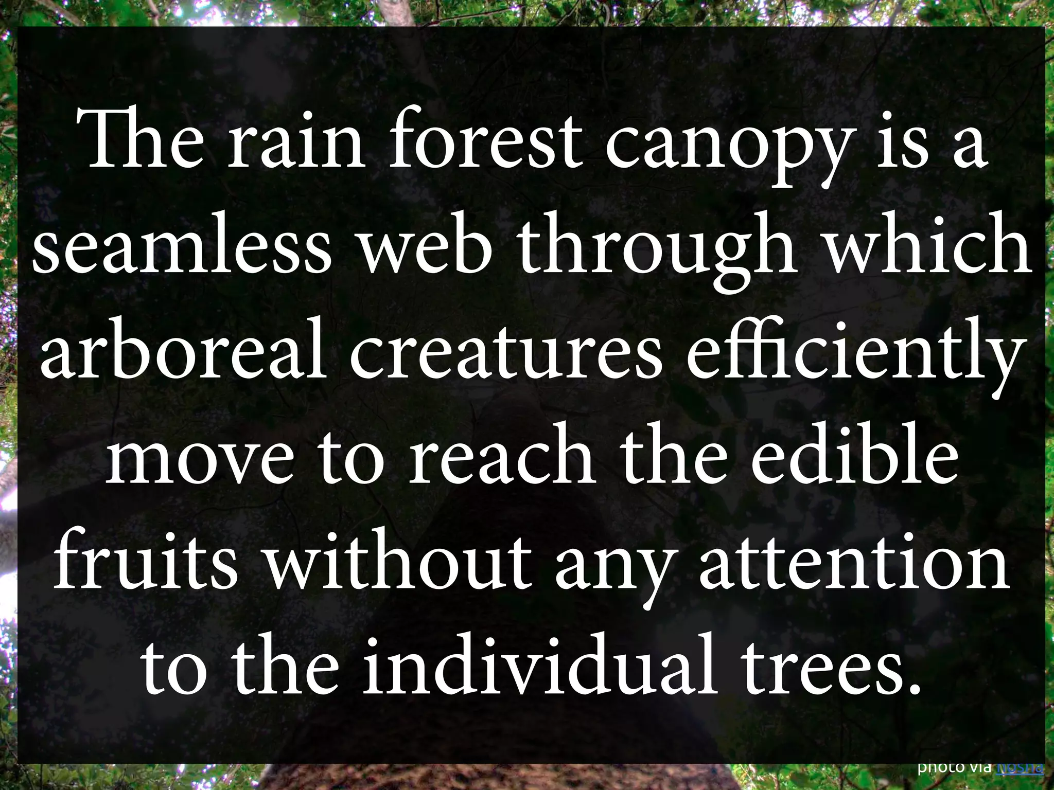e rain forest canopy is a
seamless web through which
arboreal creatures eﬃciently
   move to reach the edible
 fruits without any attention
    to the individual trees.
                         photo via nosha 	
 