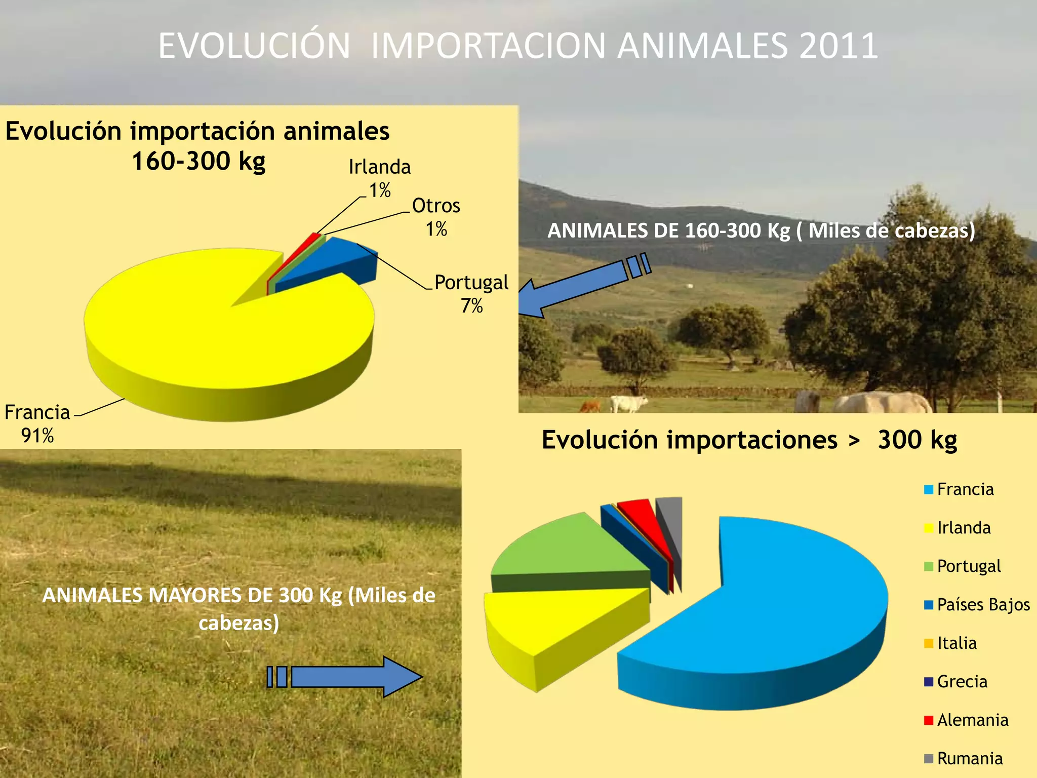 EVOLUCIÓN IMPORTACION ANIMALES 2011
ANIMALES DE 160-300 Kg ( Miles de cabezas)
ANIMALES MAYORES DE 300 Kg (Miles de
cabezas)
Portugal
7%
Francia
91%
Irlanda
1%
Otros
1%
Evolución importación animales
160-300 kg
Evolución importaciones > 300 kg
Francia
Irlanda
Portugal
Países Bajos
Italia
Grecia
Alemania
Rumania
 