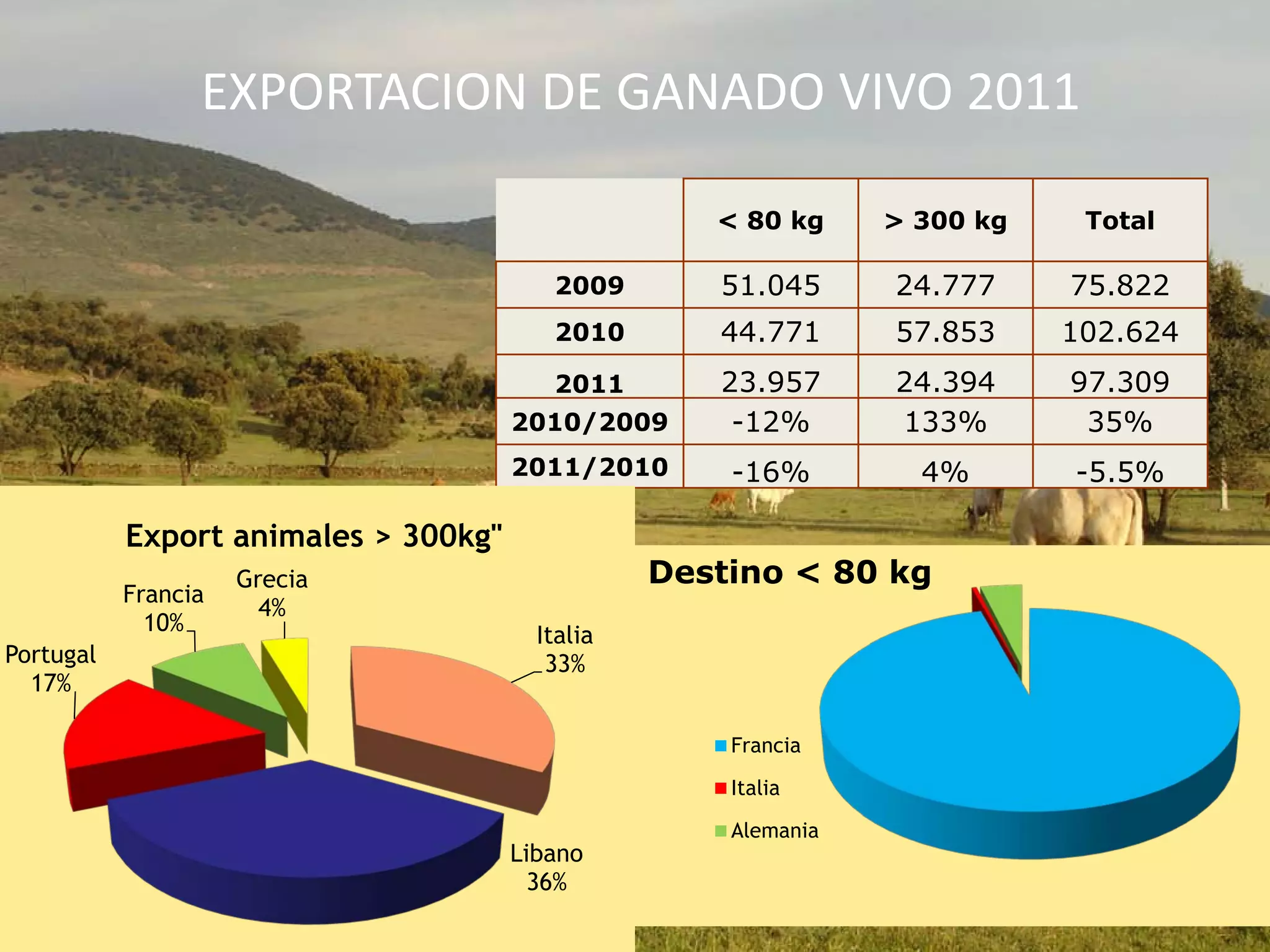 EXPORTACION DE GANADO VIVO 2011
< 80 kg > 300 kg Total
2009 51.045 24.777 75.822
2010 44.771 57.853 102.624
2011 23.957 24.394 97.309
2010/2009 -12% 133% 35%
2011/2010 -16% 4% -5.5%
Italia
33%
Libano
36%
Portugal
17%
Francia
10%
Grecia
4%
Export animales > 300kg"
Francia
Italia
Alemania
Destino < 80 kg
 