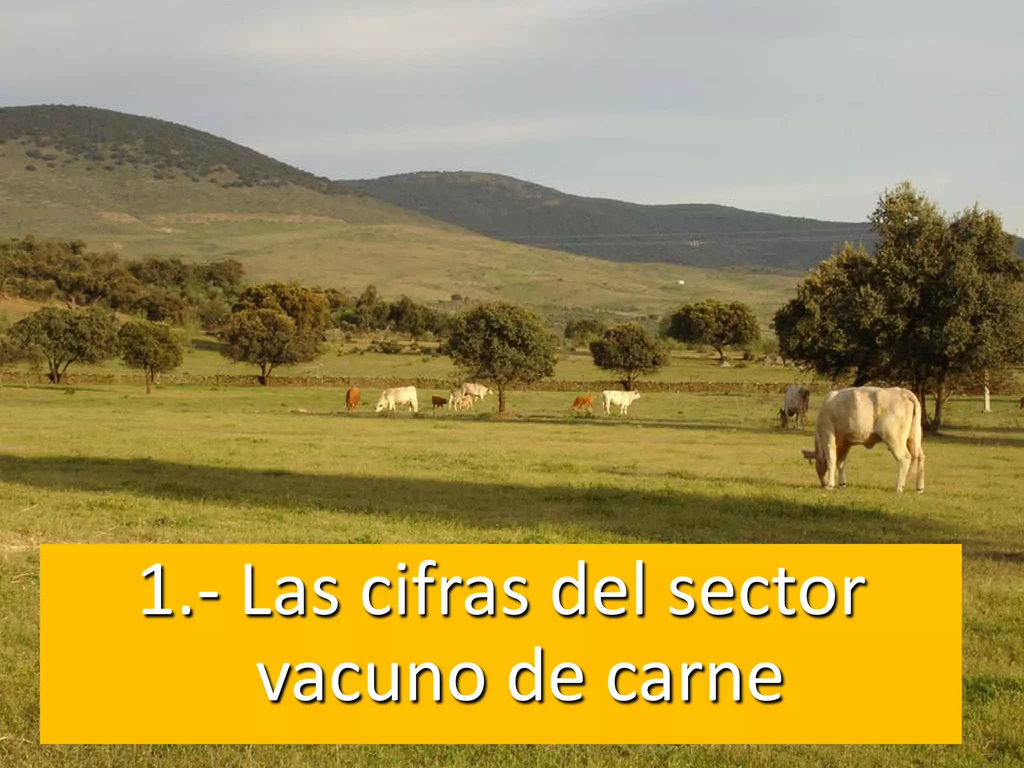 1.- Las cifras del sector
vacuno de carne
 