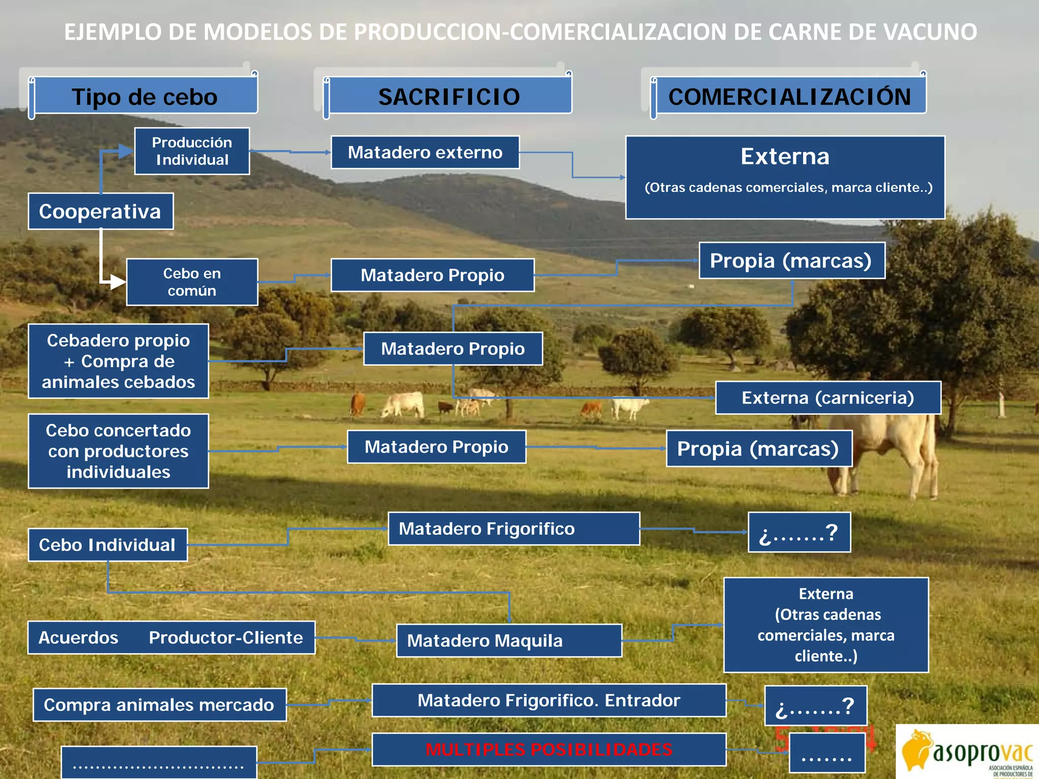 EJEMPLO DE MODELOS DE PRODUCCION-COMERCIALIZACION DE CARNE DE VACUNO
Cebo concertado
con productores
individuales
Cooperativa
Cebo en
común
Producción
Individual
Cebadero propio
+ Compra de
animales cebados
Externa
(Otras cadenas
comerciales, marca
cliente..)
Externa
(Otras cadenas comerciales, marca cliente..)
COMERCIALIZACIÓN
Externa (carniceria)
Matadero externo
Matadero Propio
Matadero Propio
Matadero Propio
Propia (marcas)
Propia (marcas)
Tipo de cebo SACRIFICIO
Acuerdos Productor-Cliente
Compra animales mercado
Cebo Individual
Matadero Frigorifico
Matadero Frigorifico. Entrador
Matadero Maquila
¿…….?
¿…….?
…………………………
MULTIPLES POSIBILIDADES …….
 