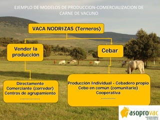 EJEMPLO DE MODELOS DE PRODUCCION-COMERCIALIZACION DE
CARNE DE VACUNO
VACA NODRIZAS (Terneros)
Vender la
producción
Cebar
Producción Individual - Cebadero propio
Cebo en común (comunitario)
Cooperativa
………..
Directamente
Comerciante (corredor)
Centros de agrupamiento
……………
 