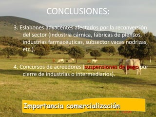 CONCLUSIONES:
3. Eslabones adyacentes afectados por la reconversión
del sector (industria cárnica, fábricas de piensos,
industrias farmacéuticas, subsector vacas nodrizas,
etc.).
4. Concursos de acreedores (suspensiones de pago por
cierre de industrias o intermediarios).
Importancia comercialización
 