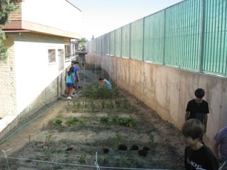 2012 06 cosecha huerto escolar