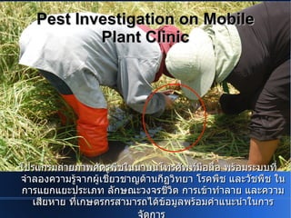 Pest Investigation on Mobile
           Plant Clinic




โปรแกรมถ่ายภาพศัตรูพืชในนาบนโทรศัพท์มือถือ พร้อมระบบที่
จำาลองความรู้จากผูเชี่ยวชาญด้านกีฏวิทยา โรคพืช และวัชพืช ใน
                  ้
 การแยกแยะประเภท ลักษณะวงจรชีวต การเข้าทำาลาย และความ
                                    ิ
   เสียหาย ที่เกษตรกรสามารถได้ขอมูลพร้อมคำาแนะนำาในการ
                                  ้
                           จัดการ
 