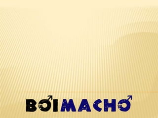 Boi Macho