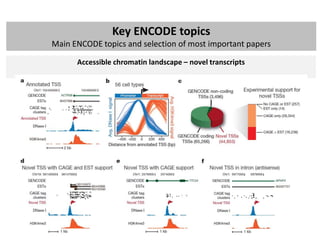 ENCODE project: brief summary of main findings | PPTX