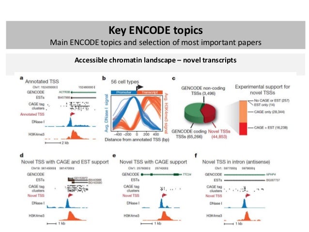 ENCODE project: brief summary of main findings