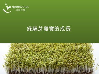 綠藤芽寶寶的成長
 