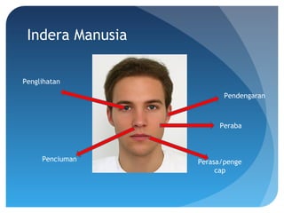 Indera Manusia
Penglihatan
Pendengaran
Penciuman
Peraba
Perasa/penge
cap
 