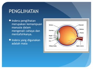 PENGLIHATAN
Indera penglihatan
merupakan kemampuan
manusia dalam
mengenali cahaya dan
mentafsirkanya.
Indera yang digunakan
adalah mata
 