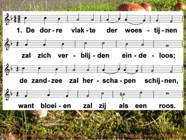 De Dorre Vlakte Der Woestijnen