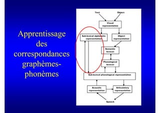 Apprentissage
      des
correspondances
  graphèmes-
   phonèmes
 