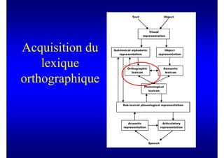 Acquisition du
    lexique
orthographique
 