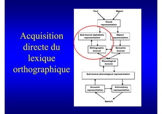 Acquisition
   directe du
    lexique
orthographique
 