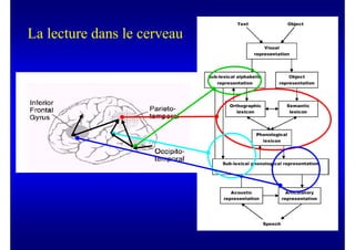 La lecture dans le cerveau
 