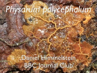 Daniel Himmelstein
Physarum polycephalum
BBC Journal Club
link to source
 