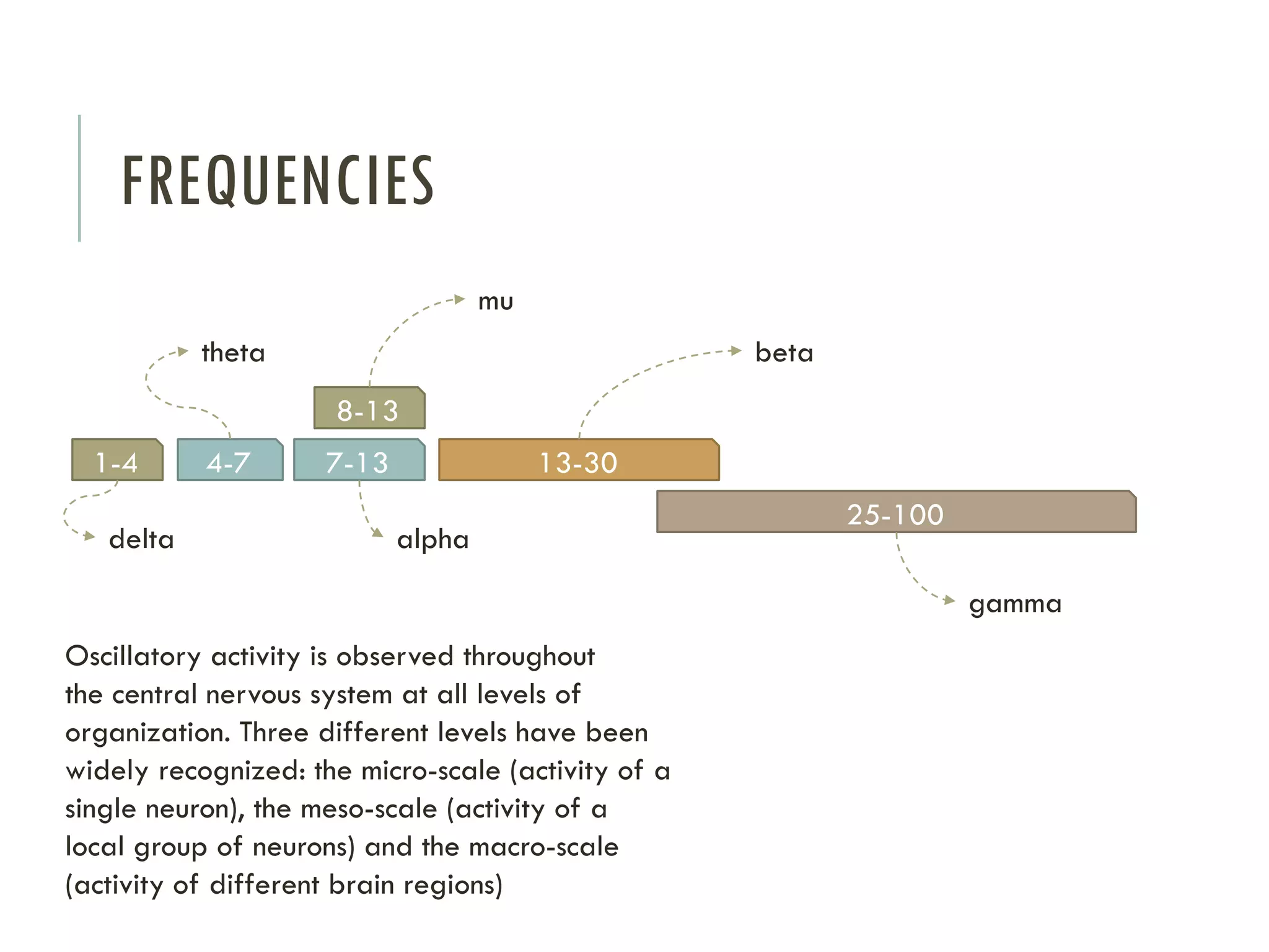 FREQUENCIES
mu
theta

beta
8-13

1-4
delta

4-7

7-13

13-30
alpha

25-100
gamma

Oscillatory activity is observed throughout
the central nervous system at all levels of
organization. Three different levels have been
widely recognized: the micro-scale (activity of a
single neuron), the meso-scale (activity of a
local group of neurons) and the macro-scale
(activity of different brain regions)

 