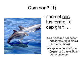 Com son? (1)
      Tenen el cos
       fusiforme i el
       cap gran, ...

        Cos fusiforme per poder
         nadar més ràpid (fins a
         35 Km per hora)
        Al cap ténen el meló, un
          òrgan rodó que utilitzen
          per orientar-se.
 