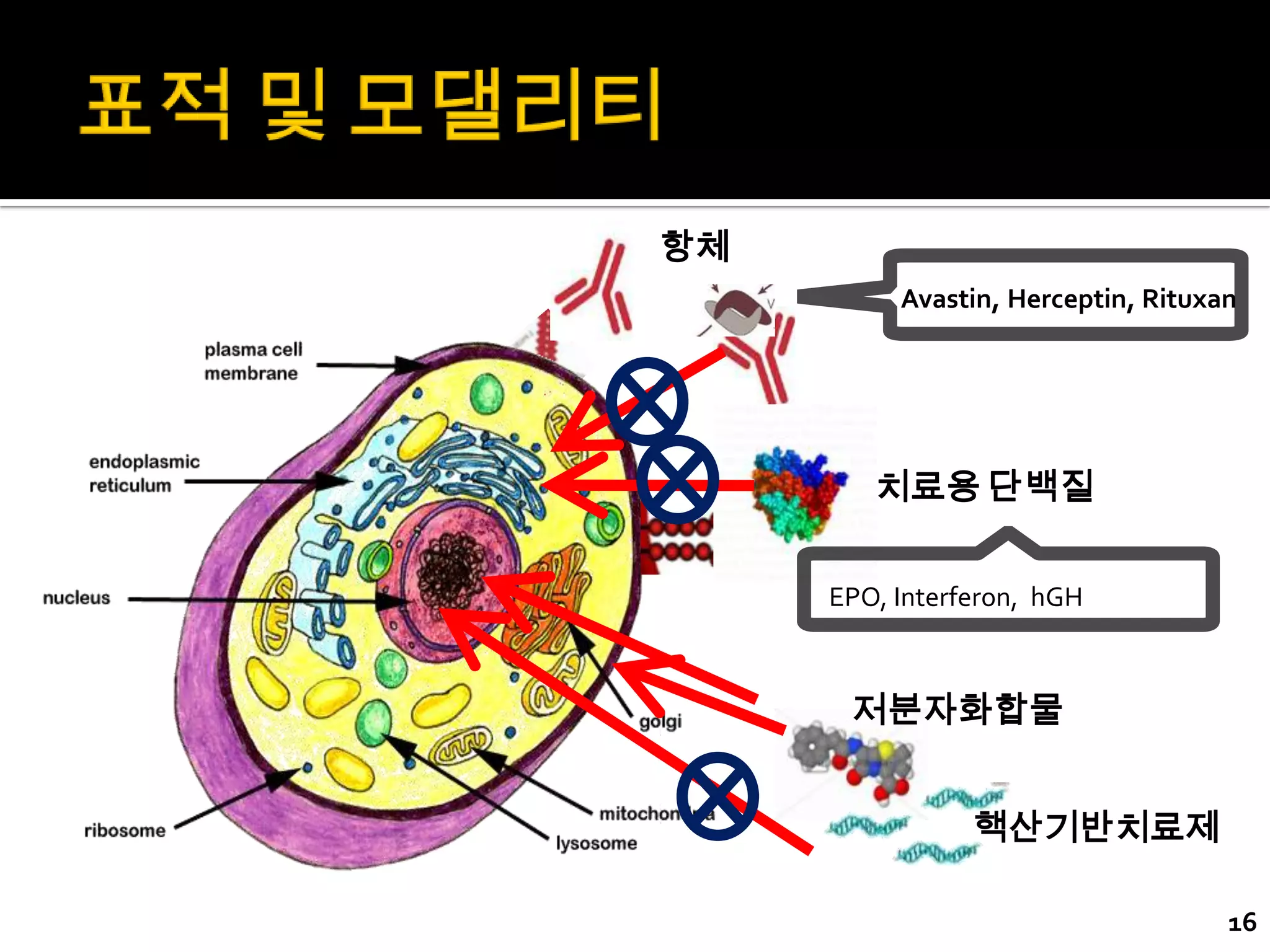 항체
          Avastin, Herceptin, Rituxan




        치료용 단백질


     EPO, Interferon, hGH



      저분자화합물


                핵산기반치료제

                                    16
 