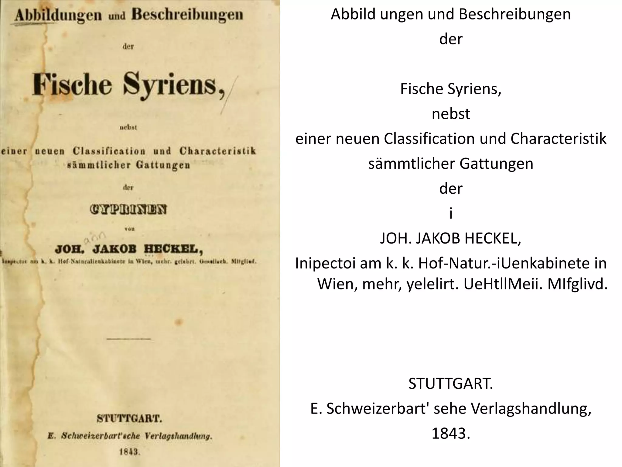 Abbild ungen und Beschreibungen
                   der

               Fische Syriens,
                    nebst
einer neuen Classification und Characteristik
           sämmtlicher Gattungen
                     der
                       i
             JOH. JAKOB HECKEL,
Inipectoi am k. k. Hof-Natur.-iUenkabinete in
    Wien, mehr, yelelirt. UeHtllMeii. MIfglivd.




               STUTTGART.
  E. Schweizerbart' sehe Verlagshandlung,
                   1843.
 