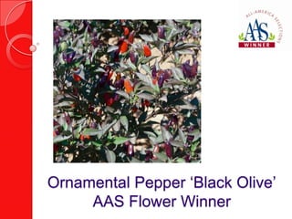 Ornamental Pepper ‘Black Olive’
     AAS Flower Winner
 