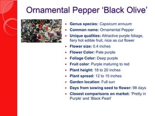 Ornamental Pepper ‘Black Olive’
            Genus species: Capsicum annuum
            Common name: Ornamental Pepper
            Unique qualities: Attractive purple foliage,
             fiery hot edible fruit, nice as cut flower
            Flower size: 0.4 inches
            Flower Color: Pale purple
            Foliage Color: Deep purple
            Fruit color: Purple maturing to red
            Plant height: 18 to 20 inches
            Plant spread: 12 to 15 inches
            Garden location: Full sun
            Days from sowing seed to flower: 98 days
            Closest comparisons on market: ‘Pretty in
             Purple’ and ‘Black Pearl’
 