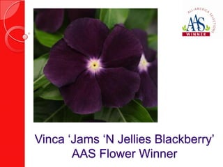 Vinca ‘Jams ‘N Jellies Blackberry’
       AAS Flower Winner
 